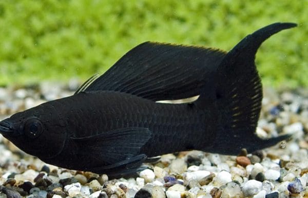 أنواع أسماك الزينة التي تعيش مع بعضها