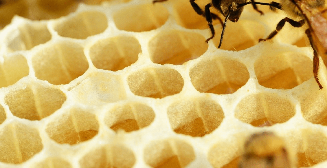 كيف يتواصل النحل مع بعضه البعض